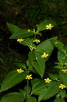 Fringed loosestrife